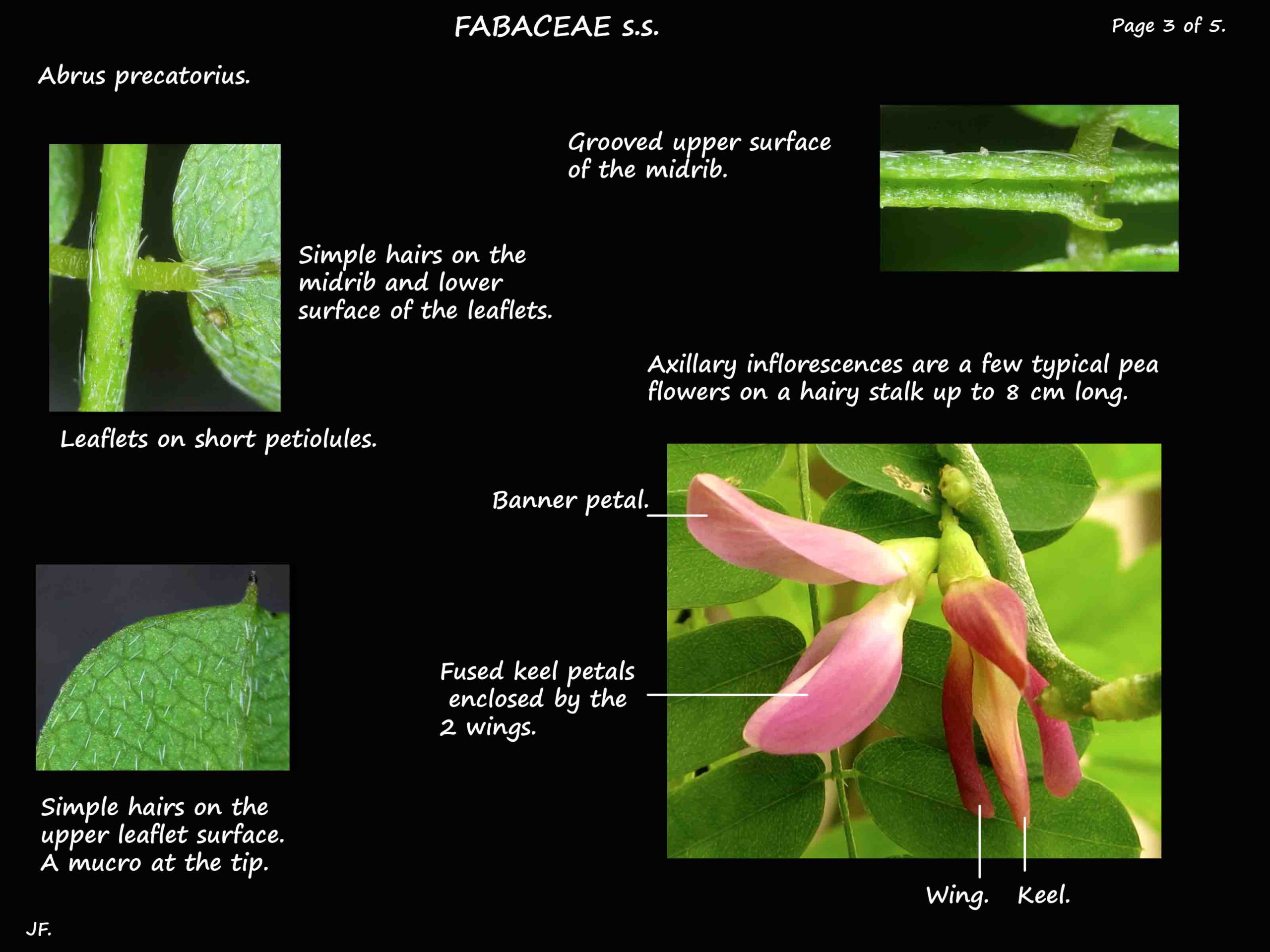 3 Leaf hairs &  inflorescence of Abrus precatorius